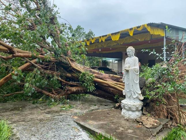 Cây cối ngã đổ sau bão tại chùa Dương Lâm (huyện Phú Ninh)